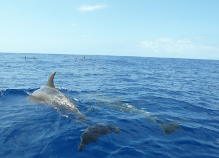 8 dauphins